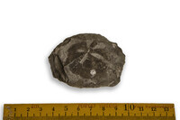 F 07068
<br/>
<br/>
<em></em>